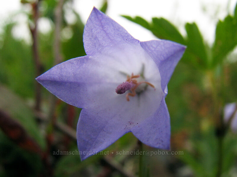 harebells (Campanula petiolata (Campanula rotundifolia)) [Silver Star Mountain summit, Gifford Pinchot Nat'l Forest, Skamania, Washington]