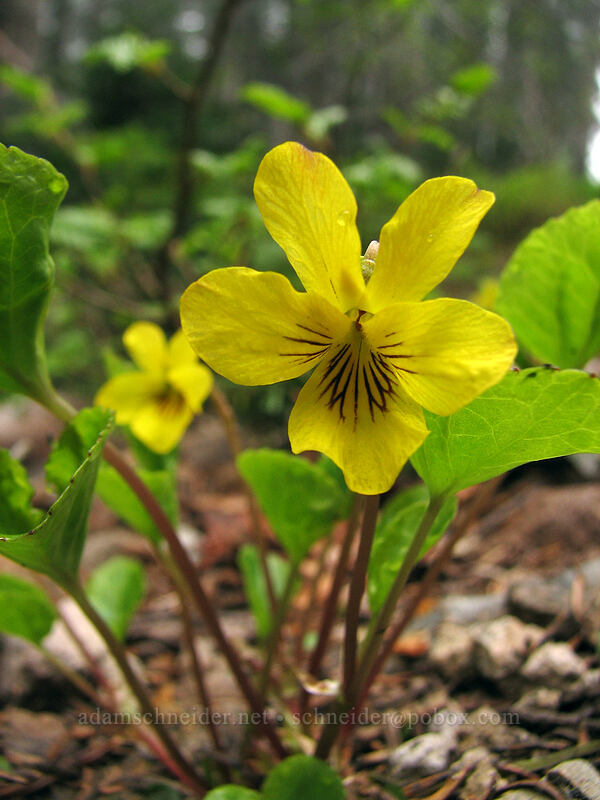 pioneer violet (stream violet) (Viola glabella) [Silver Star Mountain trail, Gifford Pinchot Nat'l Forest, Skamania, Washington]