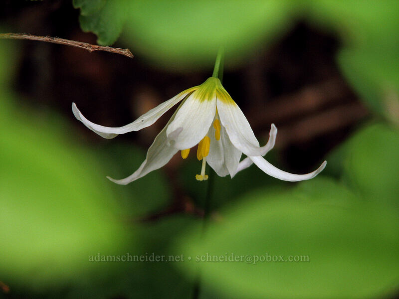 avalanche lily (Erythronium montanum) [Silver Star Mountain trail, Gifford Pinchot Nat'l Forest, Skamania, Washington]