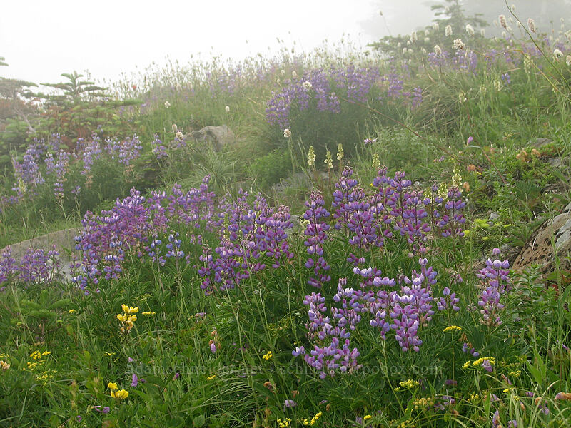 lupines (Lupinus latifolius) [Silver Star Mountain trail, Gifford Pinchot Nat'l Forest, Skamania, Washington]