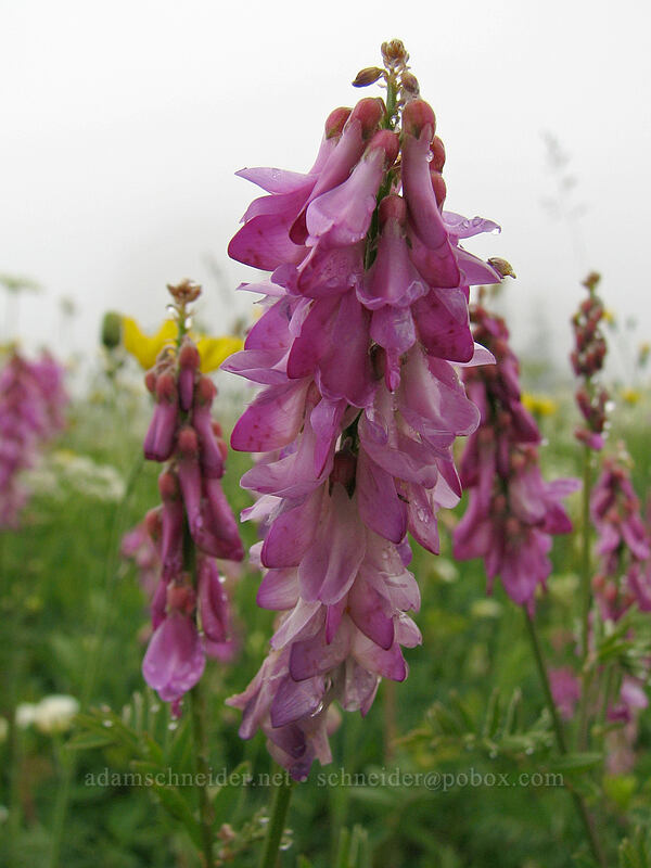 Western sweet-vetch (Hedysarum occidentale) [Silver Star Mountain trail, Gifford Pinchot Nat'l Forest, Skamania, Washington]