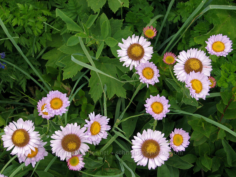 subalpine fleabane (Erigeron glacialis var. glacialis) [Silver Star Mountain trail, Gifford Pinchot Nat'l Forest, Skamania, Washington]