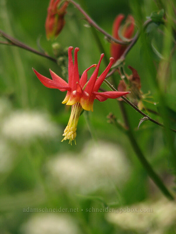 scarlet columbine (Aquilegia formosa) [Silver Star Mountain trail, Gifford Pinchot Nat'l Forest, Skamania, Washington]