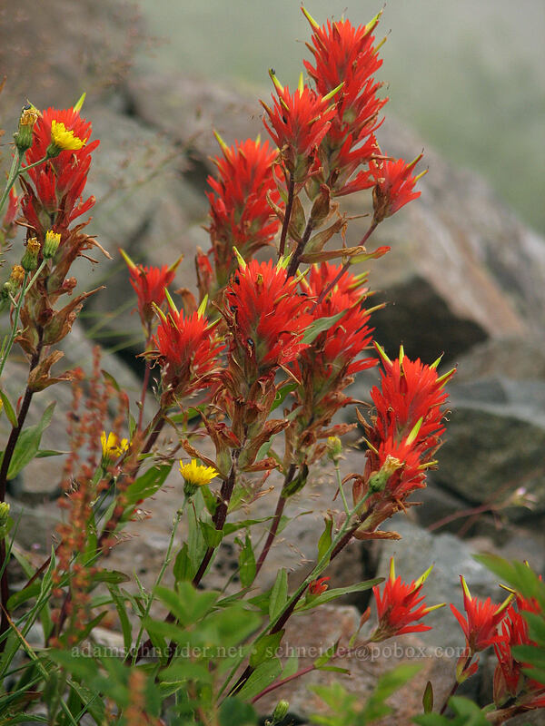 paintbrush (Castilleja miniata) [Silver Star Mountain trail, Gifford Pinchot Nat'l Forest, Skamania, Washington]