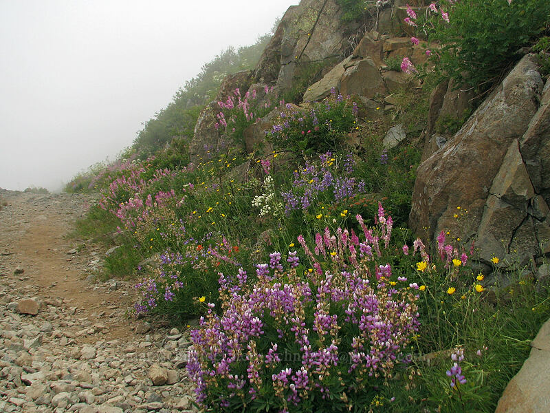 wildflowers (Hedysarum occidentale, Lupinus latifolius, Hieracium sp., Castilleja miniata) [Silver Star Mountain trail, Gifford Pinchot Nat'l Forest, Skamania, Washington]