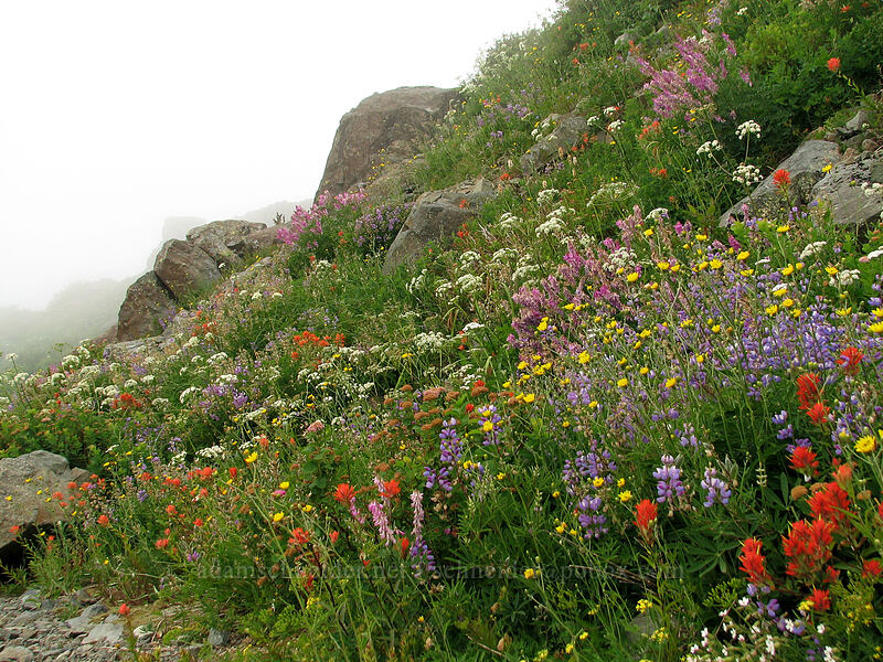 wildflowers (Castilleja miniata, Lupinus latifolius, Hedysarum occidentale, Spiraea splendens (Spiraea densiflora), Angelica arguta) [Silver Star Mountain trail, Gifford Pinchot Nat'l Forest, Skamania, Washington]