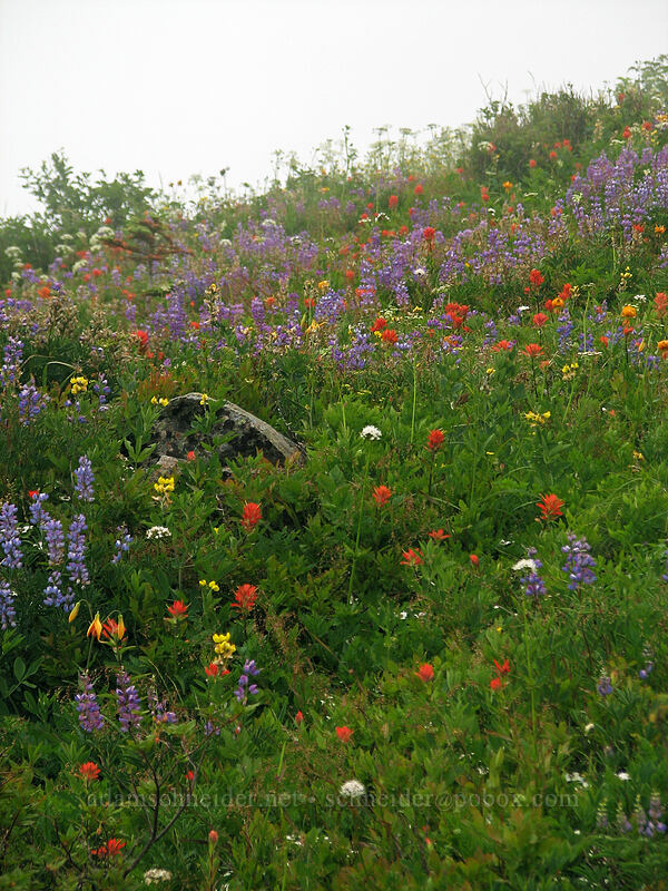 wildflowers (Castilleja miniata, Lupinus latifolius, Lilium columbianum, Thermopsis montana, Valeriana sitchensis) [Silver Star Mountain trail, Gifford Pinchot Nat'l Forest, Skamania, Washington]