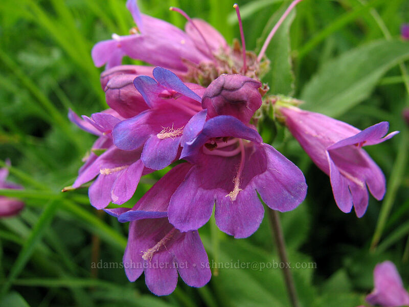 Cascade penstemon (Penstemon serrulatus) [Silver Star Mountain trail, Gifford Pinchot Nat'l Forest, Skamania, Washington]