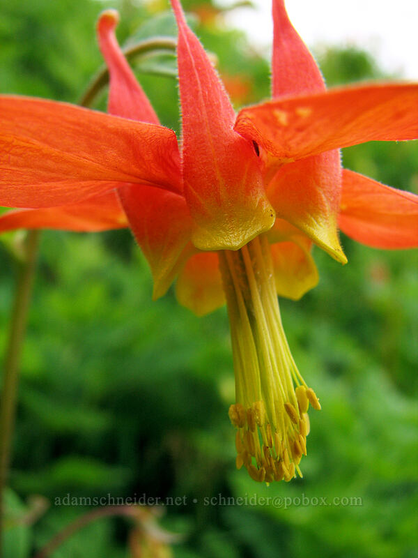 scarlet columbine (Aquilegia formosa) [Silver Star Mountain trail, Gifford Pinchot Nat'l Forest, Skamania, Washington]