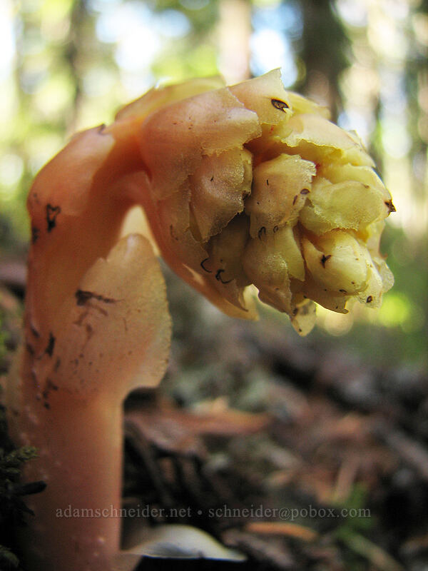 pinesap (Monotropa hypopitys) [Vista Ridge Trail, Mt. Hood National Forest, Hood River, Oregon]