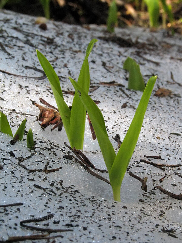 avalanche lilies (Erythronium montanum) [Vista Ridge Trail, Mt. Hood National Forest, Hood River, Oregon]