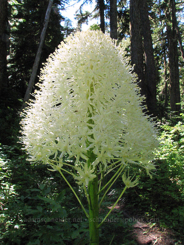 beargrass (Xerophyllum tenax) [Vista Ridge Trail, Mt. Hood Wilderness, Hood River, Oregon]