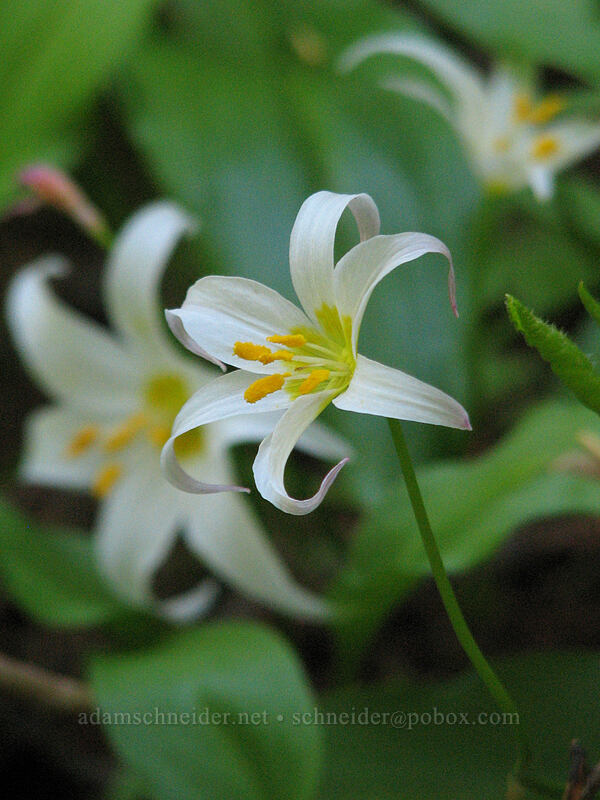 avalanche lilies (Erythronium montanum) [Vista Ridge Trail, Mt. Hood Wilderness, Hood River, Oregon]