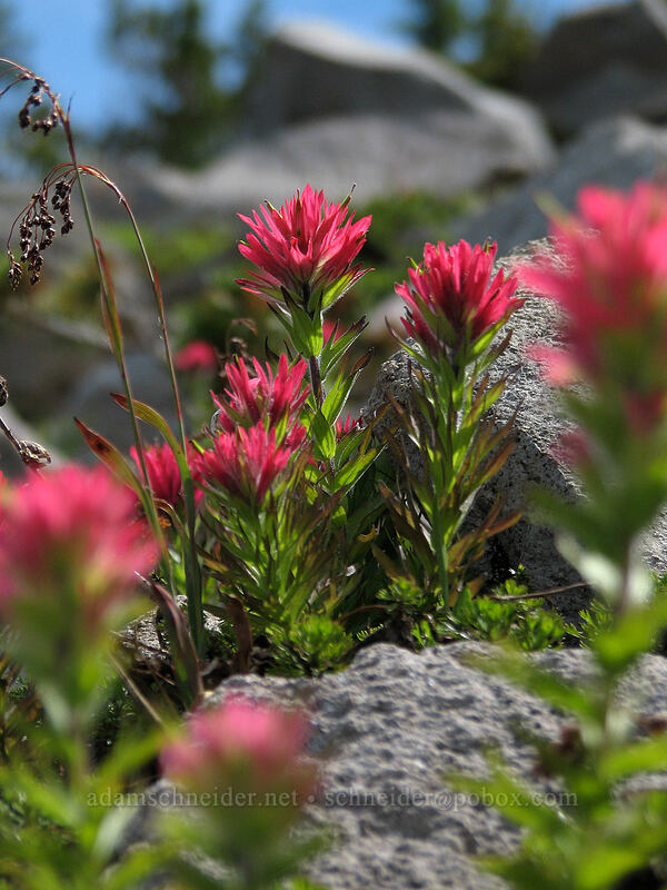 magenta paintbrush (Castilleja parviflora var. oreopola) [Barrett Spur Trail, Mt. Hood Wilderness, Hood River, Oregon]