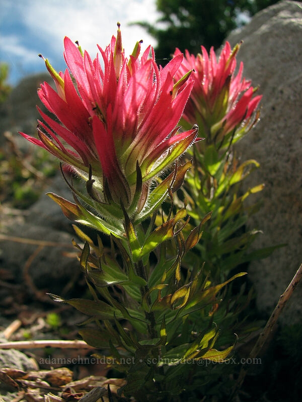 magenta paintbrush (Castilleja parviflora var. oreopola) [Barrett Spur Trail, Mt. Hood Wilderness, Hood River, Oregon]