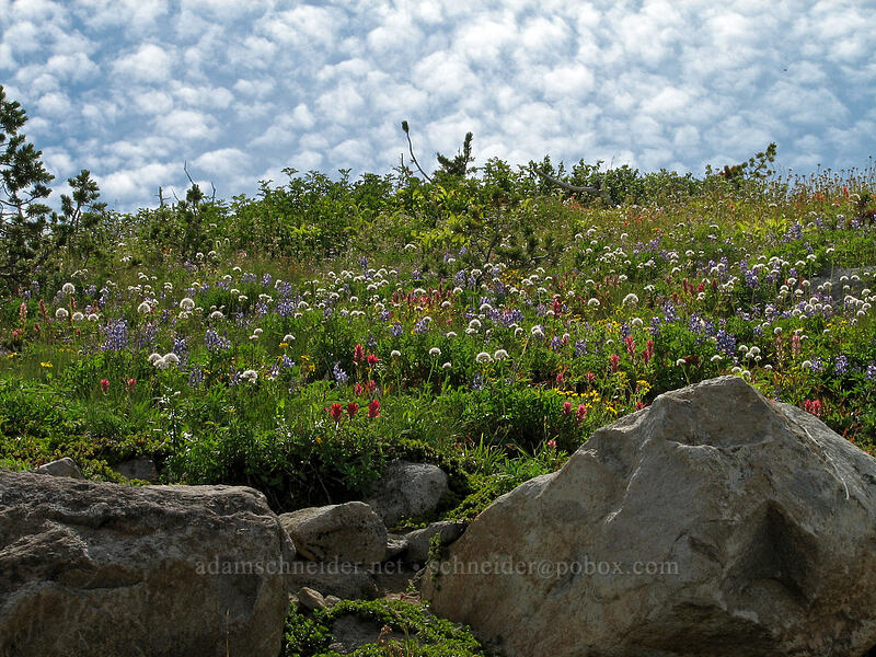 lupine, paintbrush, & Sitka valerian (Lupinus latifolius, Castilleja parviflora var. oreopola, Valeriana sitchensis) [Barrett Spur Trail, Mt. Hood Wilderness, Hood River, Oregon]