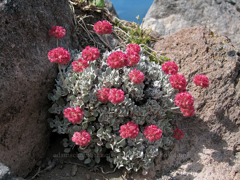 oval-leaf buckwheat (Eriogonum ovalifolium var. nivale) [Barrett Spur Trail, Mt. Hood Wilderness, Hood River, Oregon]