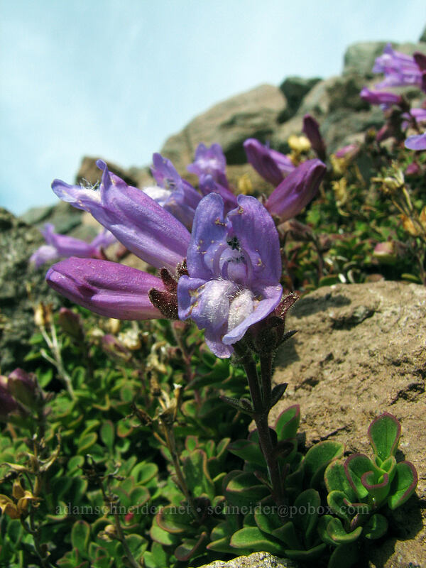 Davidson's penstemon (Penstemon davidsonii) [above Ladd Glacier, Mt. Hood Wilderness, Hood River, Oregon]