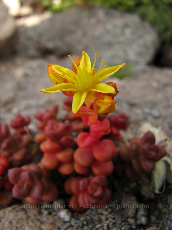spreading stonecrop (Sedum divergens) [south end of Barrett Spur, Mt. Hood Wilderness, Hood River, Oregon]
