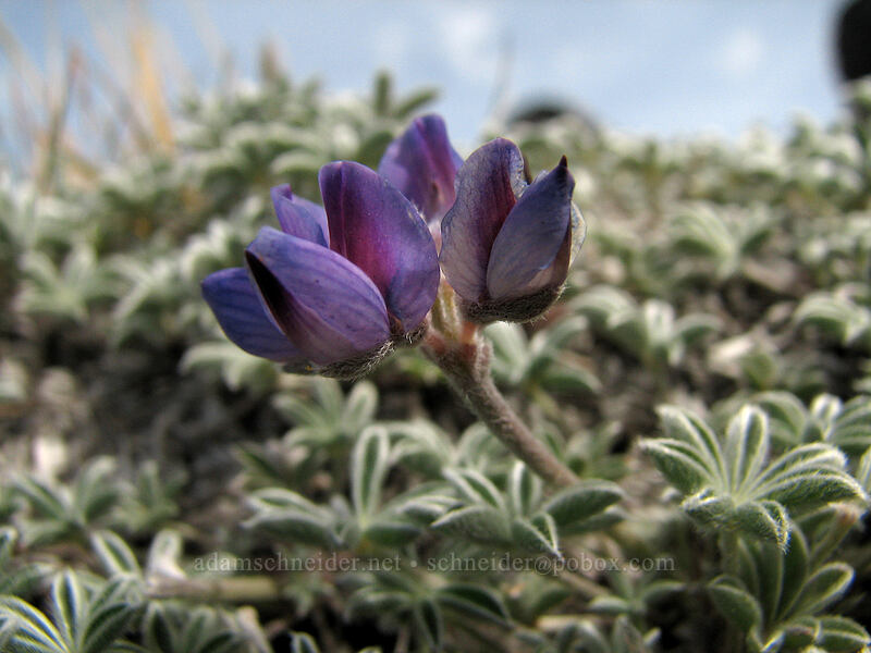 dwarf lupine (Lupinus lepidus var. lobbii) [Barrett Spur, Mt. Hood Wilderness, Hood River, Oregon]