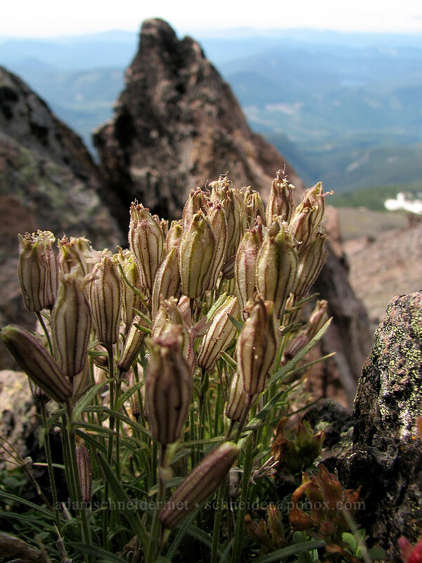 Cascade catchfly (Silene suksdorfii) [Barrett Spur, Mt. Hood Wilderness, Hood River, Oregon]