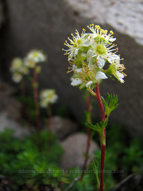 partridgefoot (Luetkea pectinata) [Barrett Spur, Mt. Hood Wilderness, Hood River, Oregon]