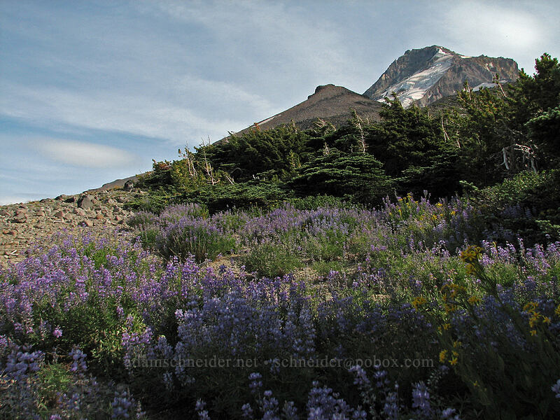 Barrett Spur, Mount Hood, & lupines [Barrett Spur-Dollar Lake Trail, Mt. Hood Wilderness, Hood River, Oregon]