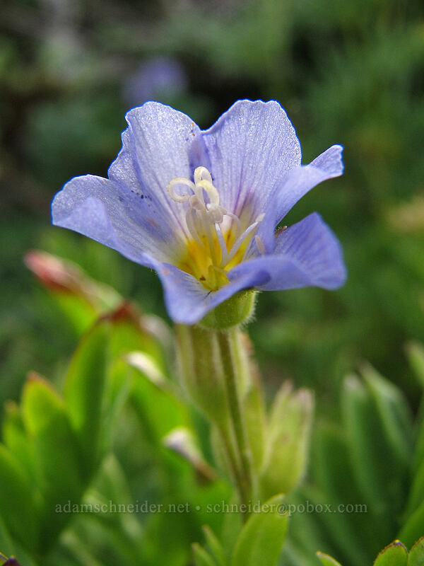 California Jacob's ladder (Polemonium californicum) [Barrett Spur-Dollar Lake Trail, Mt. Hood Wilderness, Hood River, Oregon]