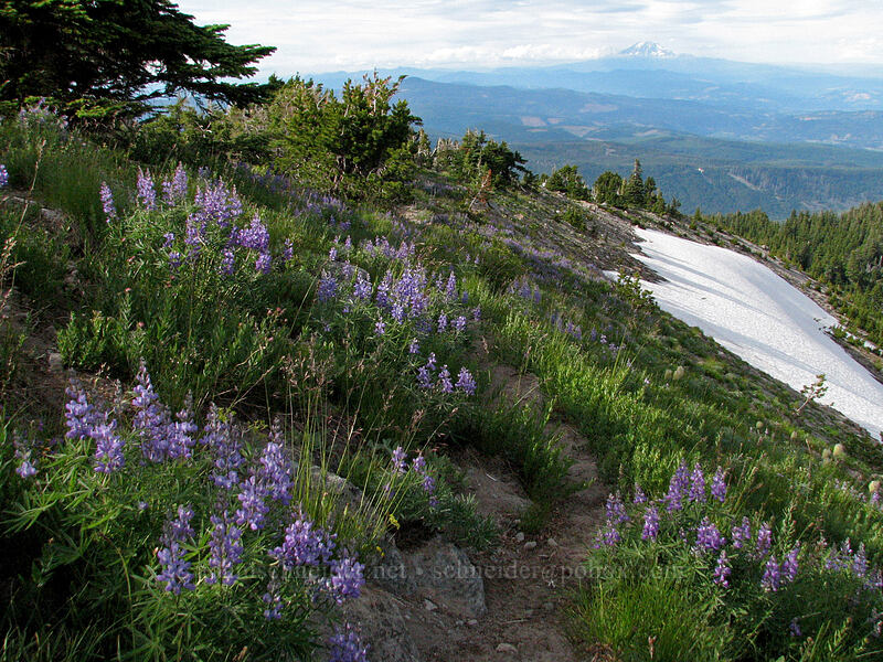 lupines & Mount Adams (Lupinus latifolius) [Barrett Spur-Dollar Lake Trail, Mt. Hood Wilderness, Hood River, Oregon]