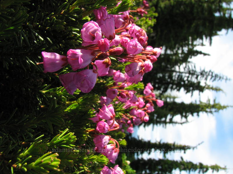 pink mountain heather (Phyllodoce empetriformis) [Vista Ridge Trail, Mt. Hood Wilderness, Hood River, Oregon]