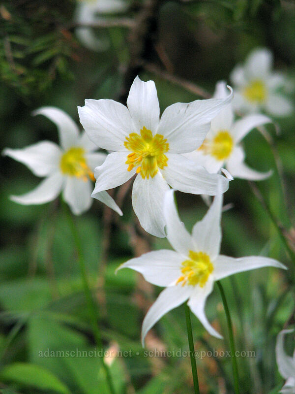 avalanche lilies (Erythronium montanum) [Vista Ridge Trail, Mt. Hood Wilderness, Hood River, Oregon]