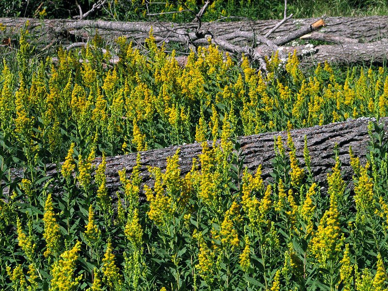 goldenrod (Solidago sp.) [Umbrella Falls Trail, Mt. Hood National Forest, Hood River, Oregon]