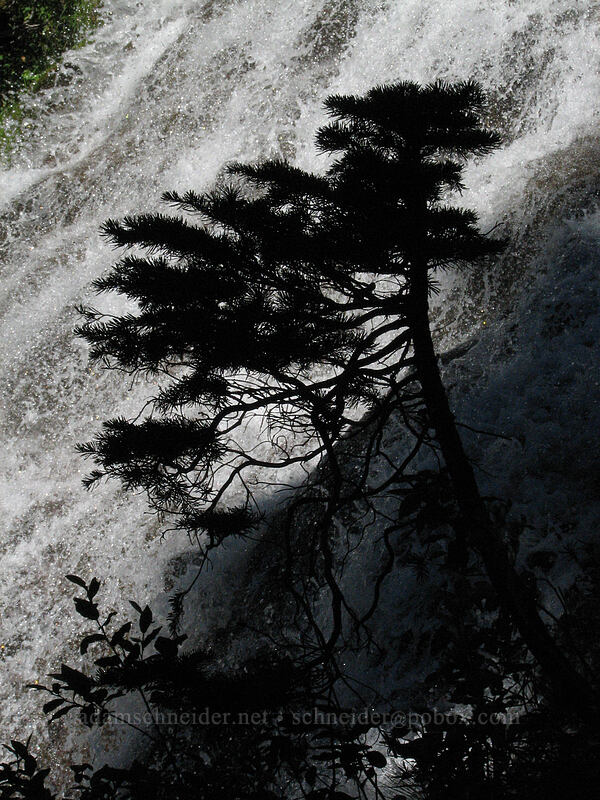 Umbrella Falls [Umbrella Falls Trail, Mt. Hood National Forest, Hood River, Oregon]
