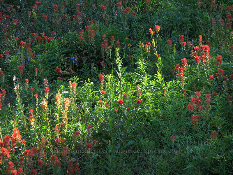 paintbrush (Castilleja sp.) [Mount Hood Meadows, Mt. Hood National Forest, Hood River, Oregon]