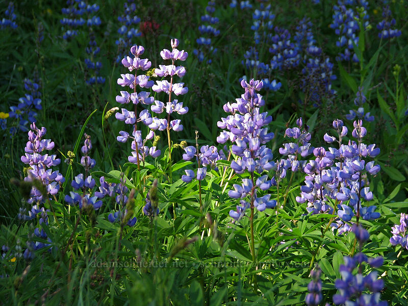 lupines (Lupinus latifolius) [Mount Hood Meadows, Mt. Hood National Forest, Hood River, Oregon]