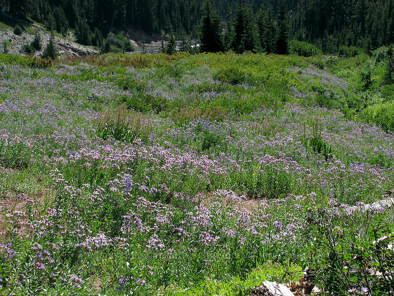 field full of asters (Doellingeria ledophylla (Eucephalus ledophyllus) (Aster ledophyllus)) [Timberline Trail, Mt. Hood National Forest, Hood River, Oregon]