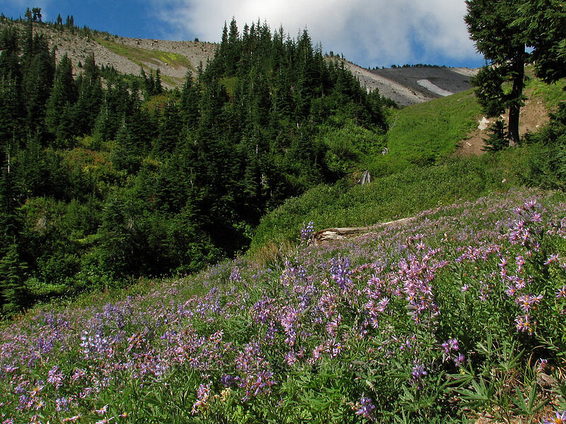 field full of asters (Doellingeria ledophylla (Eucephalus ledophyllus) (Aster ledophyllus)) [Timberline Trail, Mt. Hood National Forest, Hood River, Oregon]