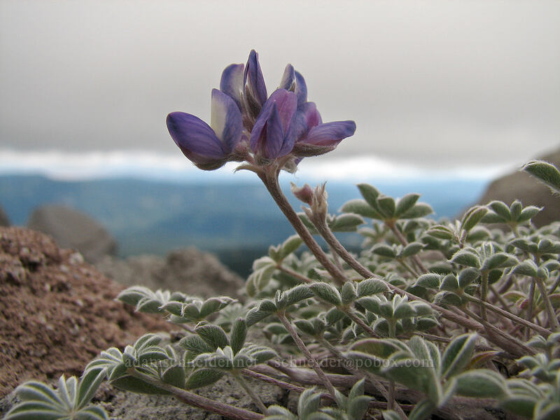 dwarf lupine (Lupinus lepidus var. lobbii) [Newton-Clark Ridge, Mt. Hood National Forest, Hood River, Oregon]