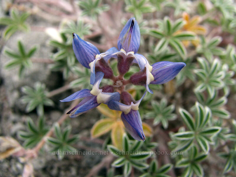 dwarf lupine (Lupinus lepidus var. lobbii) [Newton-Clark Ridge, Mt. Hood National Forest, Hood River, Oregon]