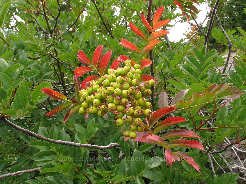 Cascade mountain ash (Sorbus scopulina) [TImberline Trail, Mt. Hood National Forest, Hood River, Oregon]