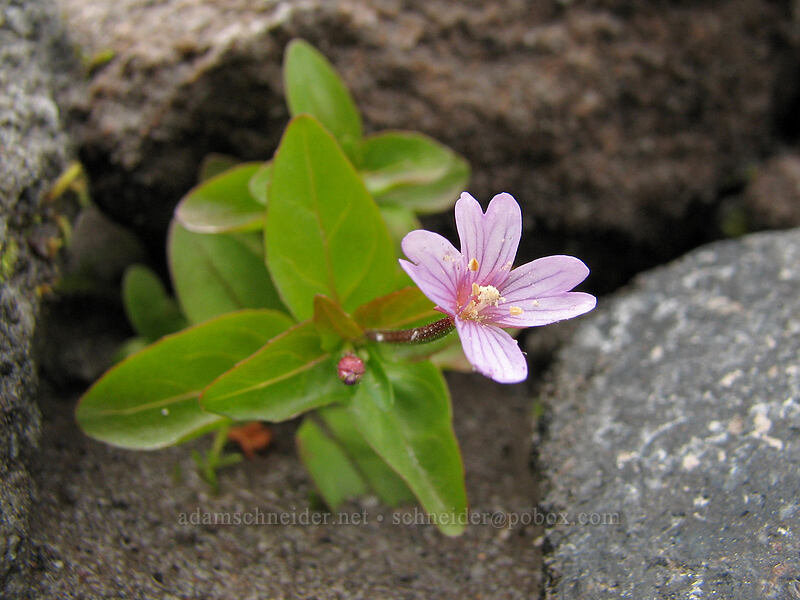 willow-herb (Epilobium sp.) [TImberline Trail, Mt. Hood National Forest, Hood River, Oregon]