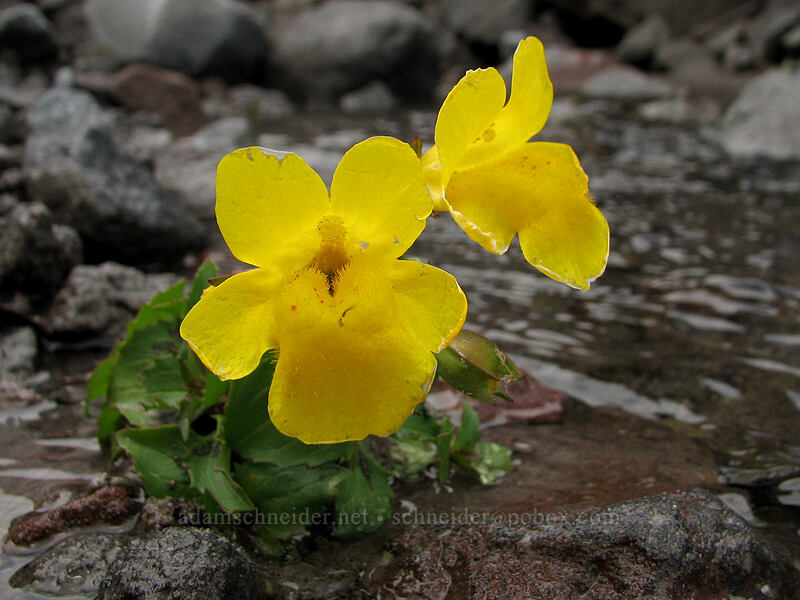 monkeyflower (Erythranthe sp. (Mimulus sp.)) [TImberline Trail, Mt. Hood National Forest, Hood River, Oregon]