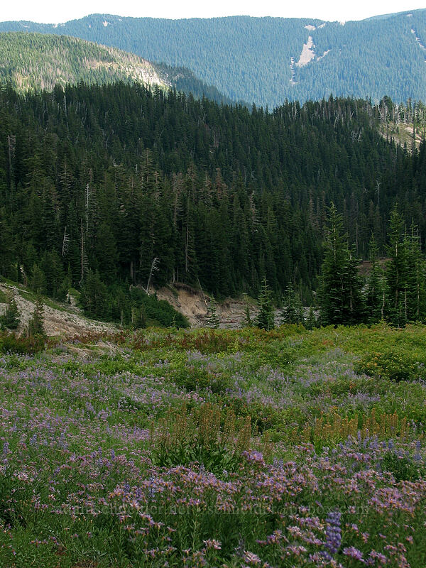 field full of asters and lupine (Doellingeria ledophylla (Eucephalus ledophyllus) (Aster ledophyllus), Lupinus latifolius) [TImberline Trail, Mt. Hood National Forest, Hood River, Oregon]