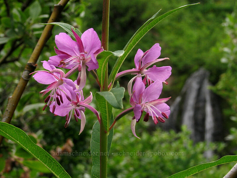 fireweed (Chamerion angustifolium (Chamaenerion angustifolium) (Epilobium angustifolium)) [TImberline Trail, Mt. Hood National Forest, Hood River, Oregon]