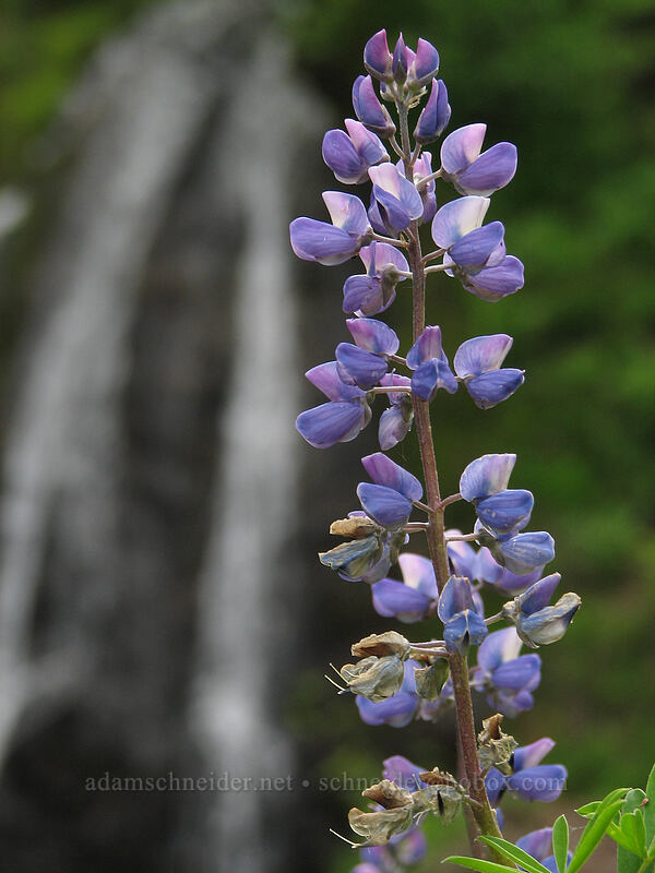 lupine & trailside waterfall (Lupinus latifolius) [TImberline Trail, Mt. Hood National Forest, Hood River, Oregon]