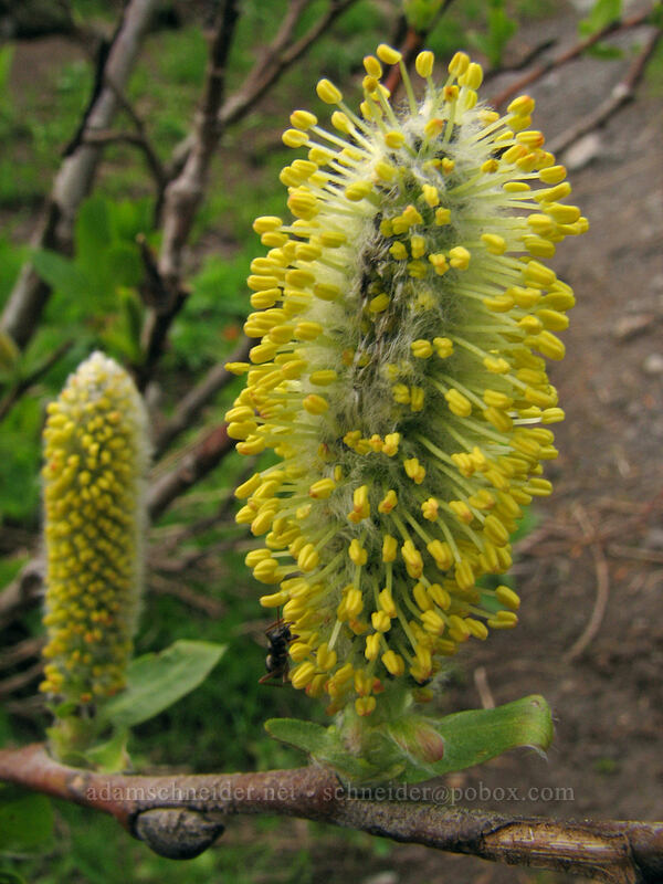 willow flower (Salix sp.) [TImberline Trail, Mt. Hood National Forest, Hood River, Oregon]