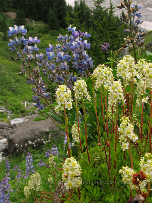 partridgefoot & lupine (Luetkea pectinata, Lupinus latifolius) [TImberline Trail, Mt. Hood National Forest, Hood River, Oregon]