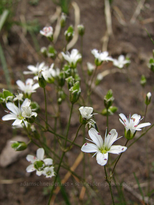 slender mountain sandwort (Eremogone capillaris (Arenaria capillaris)) [Mount Hood Meadows, Mt. Hood National Forest, Hood River, Oregon]