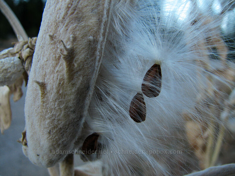 showy milkweed seeds (Asclepias speciosa) [Rocky Road, southwest of Weed, Siskiyou County, California]