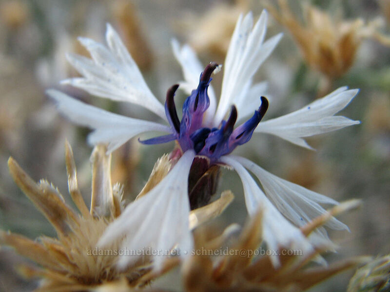 bachelor's buttons (Centaurea cyanus) [South Weed Blvd., Weed, Siskiyou County, California]